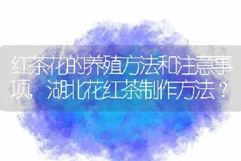 红茶花的养殖方法和注意事项