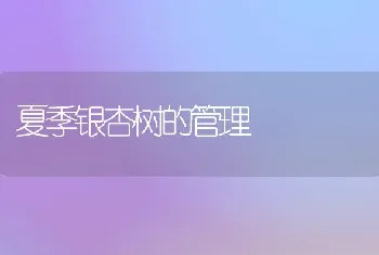 夏季银杏树的管理