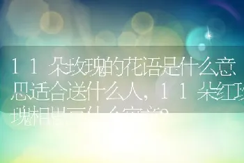 11朵玫瑰的花语是什么意思适合送什么人