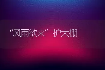 “风雨欲来”护大棚