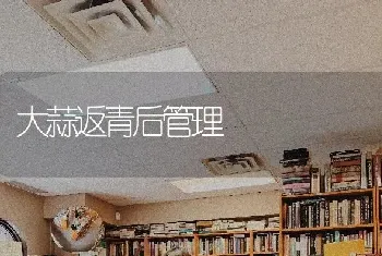 大蒜返青后管理