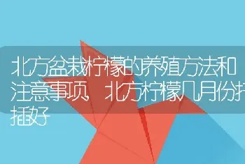 北方盆栽柠檬的养殖方法和注意事项