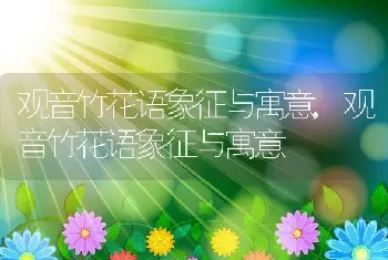 观音竹花语象征与寓意