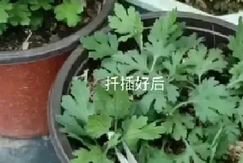 菊花怎么扦插