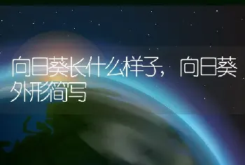 向日葵长什么样子