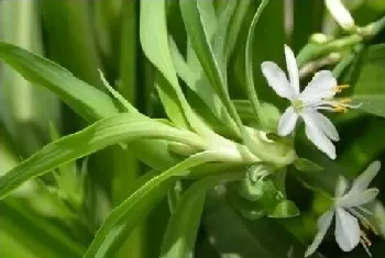 适合卧室养的花