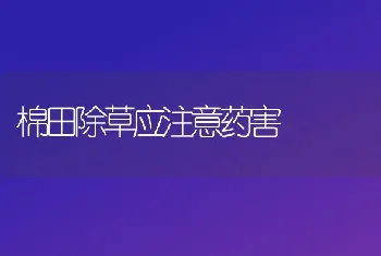 棉田除草应注意药害