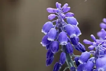 葡萄风信子第二年能复花吗