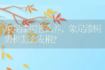 象足漆树怎么养