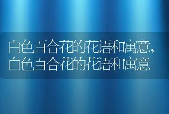 黑色曼陀罗的花语和寓意