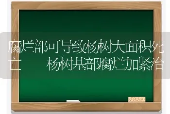 腐烂部可导致杨树大面积死亡  杨树基部腐烂加紧治