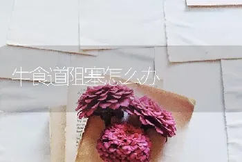 牛食道阻塞怎么办