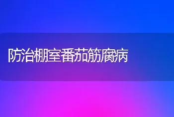 防治棚室番茄筋腐病