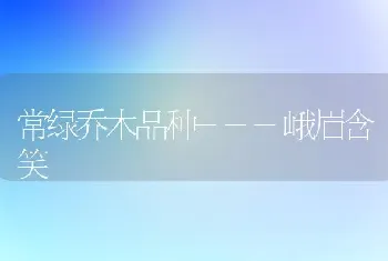 常绿乔木品种---峨眉含笑