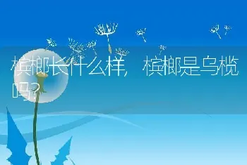 槟榔长什么样