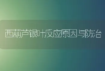 西葫芦银叶反应原因与防治