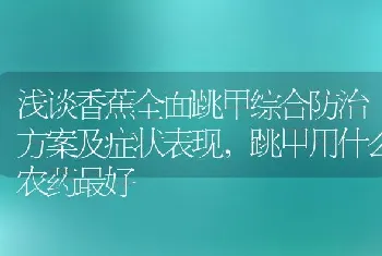 浅谈香蕉全面跳甲综合防治方案及症状表现