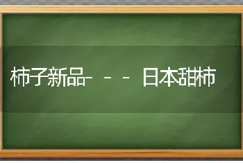 柿子新品---日本甜柿