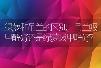 绿萝和吊兰的区别