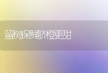 留树保鲜脐橙更甜