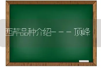 西芹品种介绍---顶峰