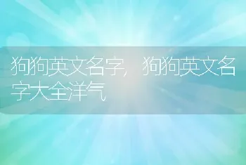 狗狗英文名字