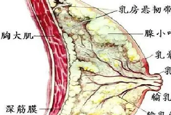 什么是乳腺结节