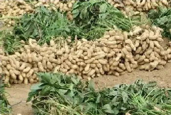 花生高产种植管理流程介绍