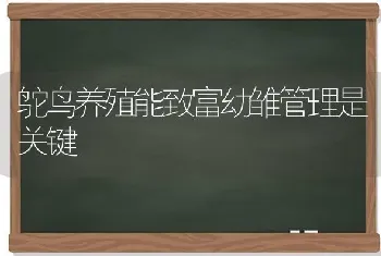 鸵鸟养殖能致富幼雏管理是关键