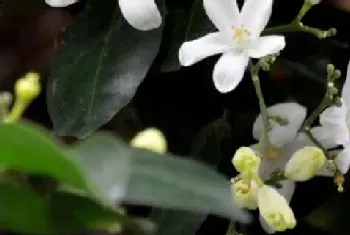 七里香花和海桐花区别