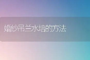 婚纱吊兰水培的方法