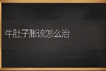 牛肚子胀该怎么治