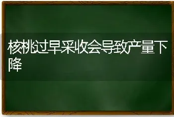 核桃过早采收会导致产量下降