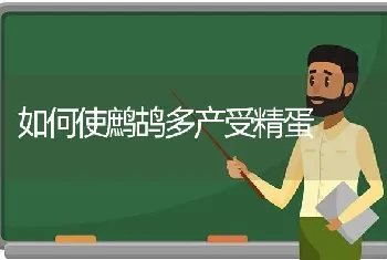 如何使鹧鸪多产受精蛋