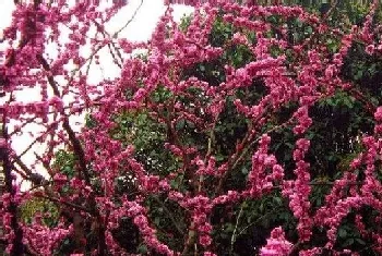 紫荆花什么时候开花