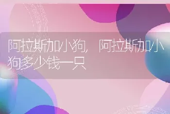 阿拉斯加小狗