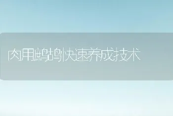 肉用鹧鸪快速养成技术