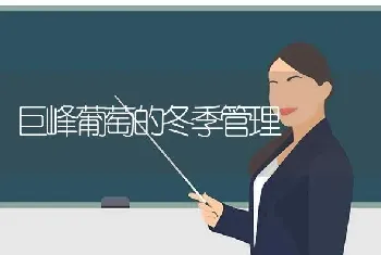 蒌蒿的无公害栽培管理技术要点