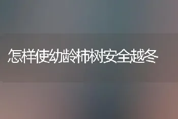 怎样使幼龄柿树安全越冬