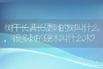 树干长满长硬刺的树叫什么