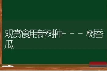 观赏食用新树种---树香瓜