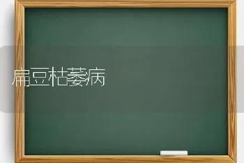 扁豆枯萎病