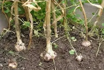 大蒜的播种时间和种植方法介绍