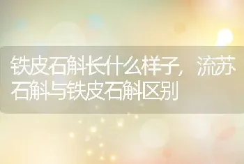 铁皮石斛长什么样子