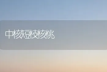 中核短枝核桃