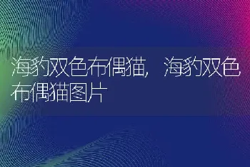 海豹双色布偶猫,海豹双色布偶猫图片