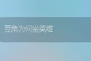 豆角为何坐荚难