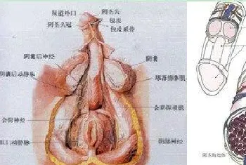 男性怎么能变大变粗