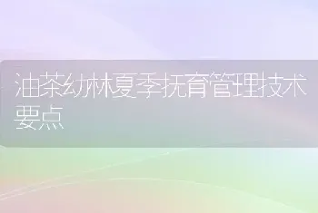 油茶幼林夏季抚育管理技术要点