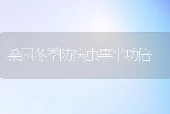 桑园冬季防病虫事半功倍